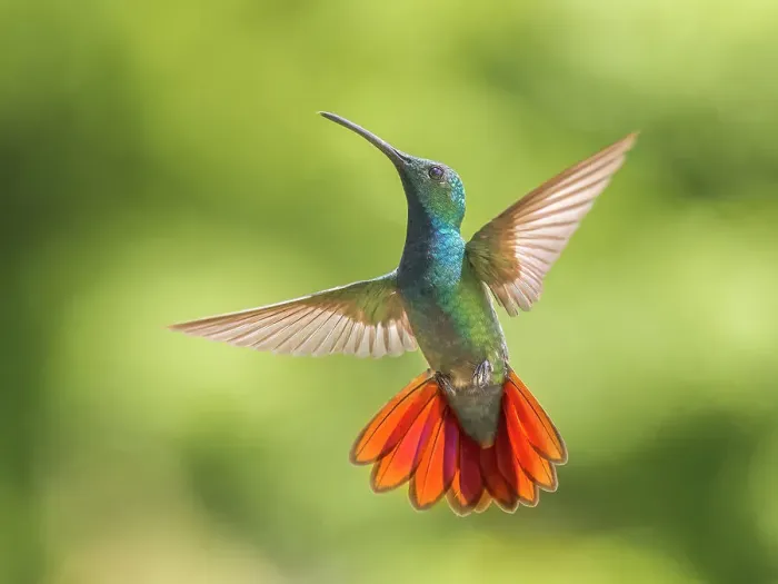 Framed Print : Green-breasted Mango male (Anthracothorax prevostii), Turrialba, Costa Rica