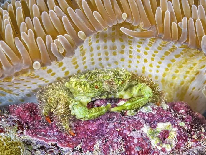 Framed Print : Green Clinging Crab (Mithraculus sculptus) beneath a Sun Anemone (Stichodactyla helianthus), Grand Cayman, Cayman Islands, British West Indies Framed Print : Green Clinging Crab (Mithraculus sculptus) beneath a Sun Anemone (Stichodactyla helianthus), Grand Cayman, Cayman Islands, British West Indies