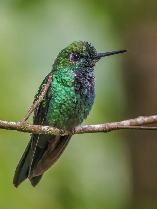 Framed Print : Green-crowned Brilliant Hummingbird (Heliodoxa jacula), Sarapiqui, Alajuela Province, Costa Rica