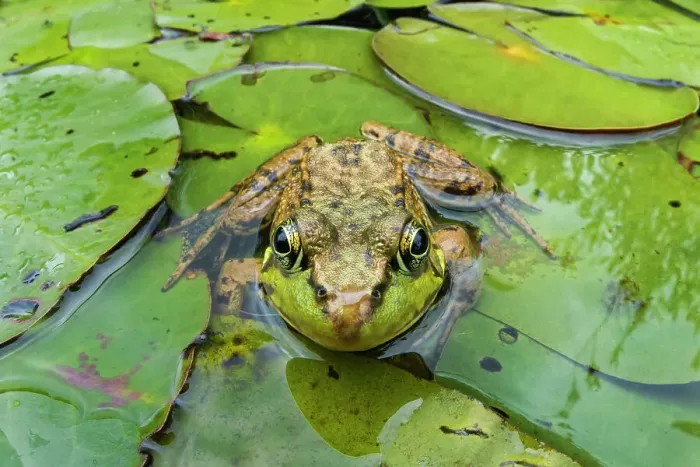 Framed Print : Green Frog (Lithobates clamitans), formerly Rana clamitans, Parry Sound, Ontario, Canada