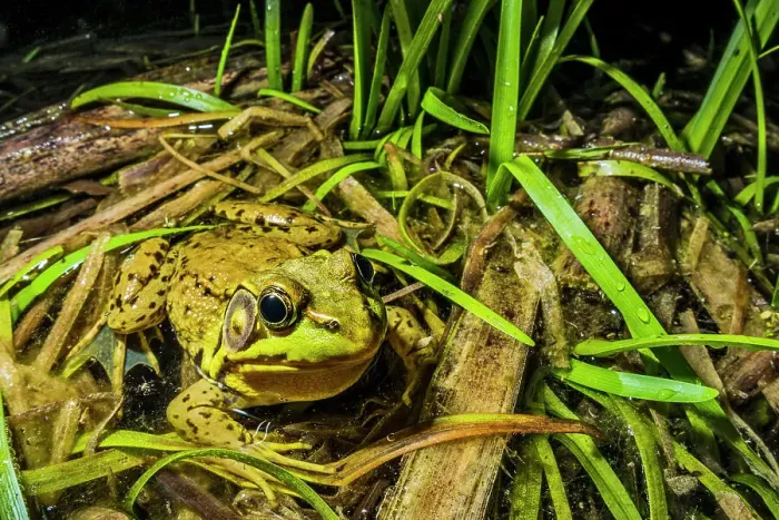 Framed Print : Green Frog (Lithobates clamitans), formerly Rana clamitans, in vernal pond at night near Thornton, Ontario, Canada Framed Print : Green Frog (Lithobates clamitans), formerly Rana clamitans, in vernal pond at night near Thornton, Ontario, Canada