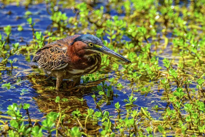 Framed Print : Green heron (Butorides striatus) Hunting, Queen Elizabeth II Botanical Park, Grand Cayman- North Side, Cayman Islands Framed Print : Green heron (Butorides striatus) Hunting, Queen Elizabeth II Botanical Park, Grand Cayman- North Side, Cayman Islands