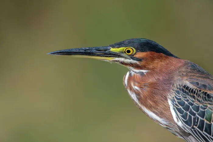Framed Print : Green Heron (Butorides virescens), Grand Cayman, Cayman Islands, British West Indies Framed Print : Green Heron (Butorides virescens), Grand Cayman, Cayman Islands, British West Indies