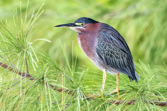 Framed Print : Green Heron (Butorides virescens), Cayman Brac, Cayman Islands, British West Indies Framed Print : Green Heron (Butorides virescens), Cayman Brac, Cayman Islands, British West Indies