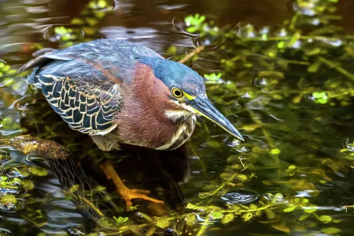 Framed Print : Green Heron (Butorides virescens), Grand Cayman, Cayman Islands, British West Indies Framed Print : Green Heron (Butorides virescens), Grand Cayman, Cayman Islands, British West Indies