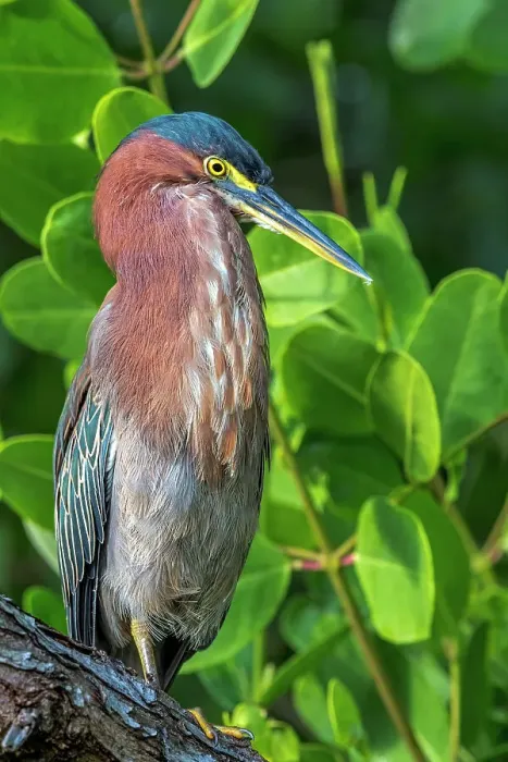 Framed Print : Green Heron (Butorides virescens), Grand Cayman, Cayman Islands, British West Indies Framed Print : Green Heron (Butorides virescens), Grand Cayman, Cayman Islands, British West Indies