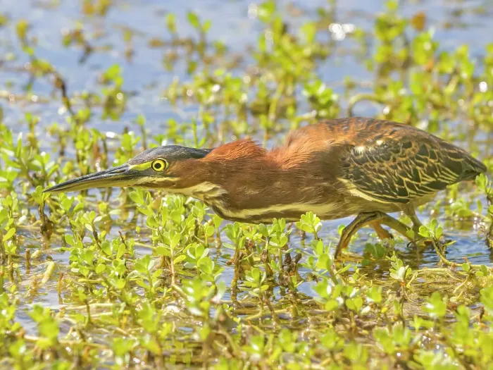 Framed Print : Green Heron (Butorides virescens), Grand Cayman, Cayman Islands, British West Indies Framed Print : Green Heron (Butorides virescens), Grand Cayman, Cayman Islands, British West Indies