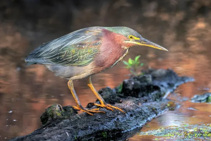 Framed Print : Green Heron (Butorides virescens) at Grindstone Creek in Burlington, Ontario, Canada Framed Print : Green Heron (Butorides virescens) at Grindstone Creek in Burlington, Ontario, Canada