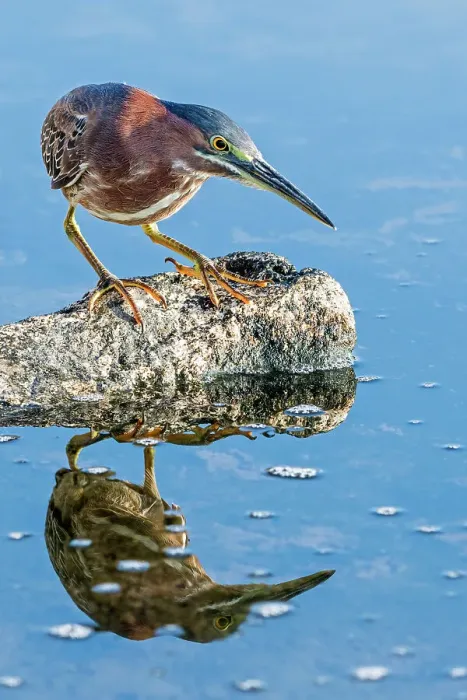 Framed Print : Green Heron (Butorides virescens) and reflection, Cayman Brac, Cayman Islands, British West Indies Framed Print : Green Heron (Butorides virescens) and reflection, Cayman Brac, Cayman Islands, British West Indies