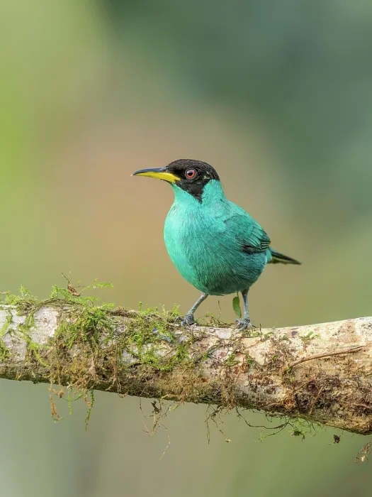 Framed Print : Green Honeycreeper (Chlorophanes spiza), Boca Tapada, Alajuela Province, Costa Rica Framed Print : Green Honeycreeper (Chlorophanes spiza), Boca Tapada, Alajuela Province, Costa Rica