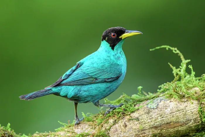 Framed Print : Green honeycreeper (Chlorophanes spiza)
