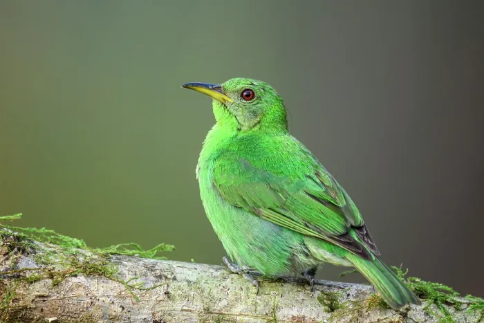 Framed Print : Green honeycreeper (Chlorophanes spiza)