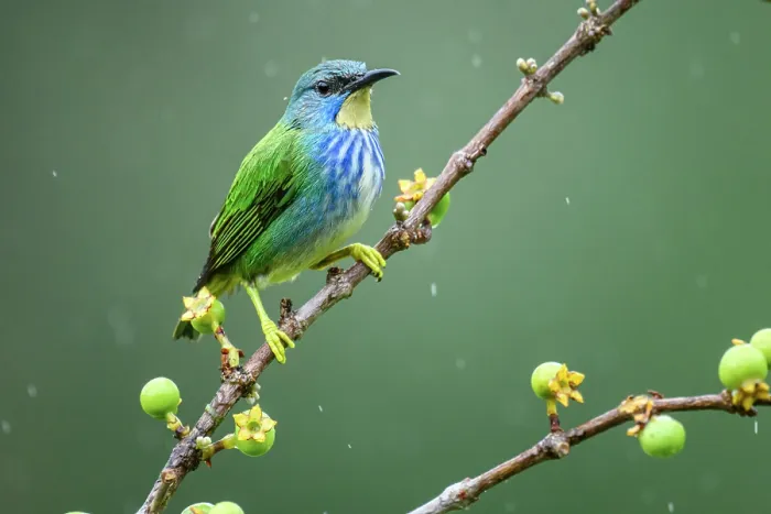Framed Print : Green honeycreeper (Chlorophanes spiza) Framed Print : Green honeycreeper (Chlorophanes spiza)