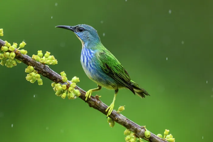 Framed Print : Green honeycreeper (Chlorophanes spiza)