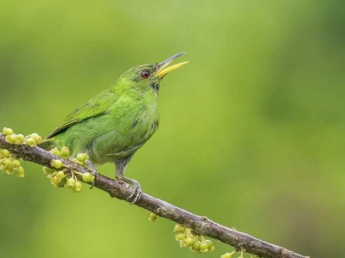Framed Print : Green Honeycreeper (Chlorophanes spiza) female, Boca Tapada, Alajuela Province, Costa Rica Framed Print : Green Honeycreeper (Chlorophanes spiza) female, Boca Tapada, Alajuela Province, Costa Rica