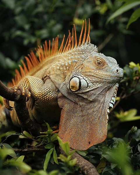Green Iguana (Iguana iguana), Alajuela Province, Costa Rica, Central America