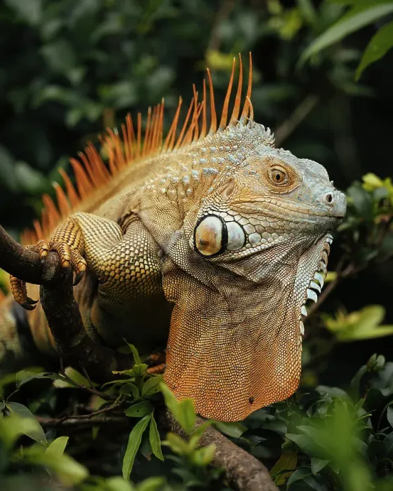 Framed Print : Green Iguana (Iguana iguana), Alajuela Province, Costa Rica, Central America