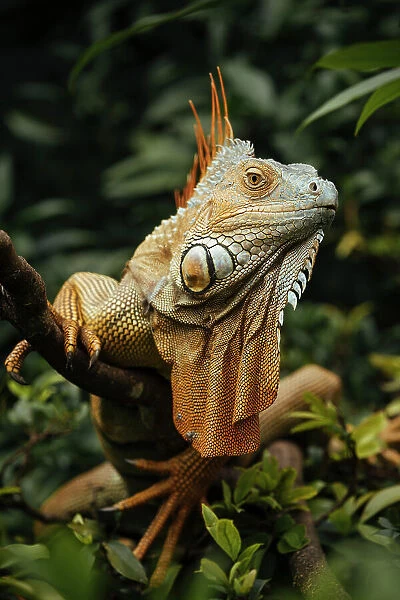 Green Iguana (Iguana iguana), Alajuela Province, Costa Rica, Central America