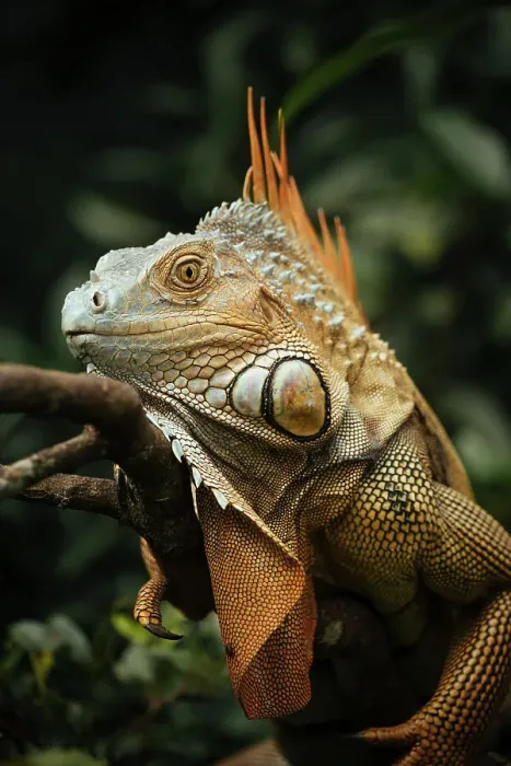 Framed Print : Green Iguana (Iguana iguana), Alajuela Province, Costa Rica, Central America