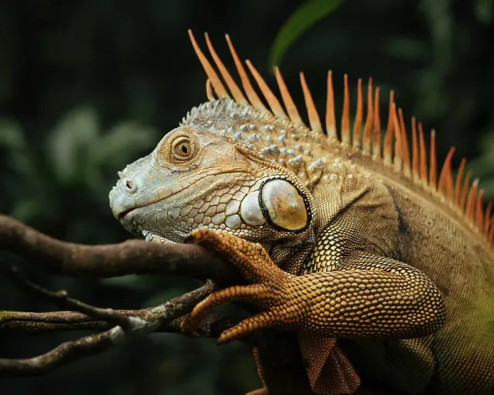 Framed Print : Green Iguana (Iguana iguana), Alajuela Province, Costa Rica, Central America