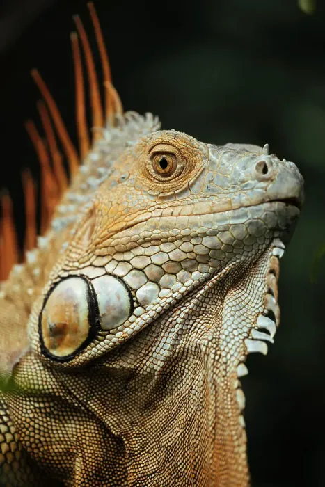Framed Print : Green Iguana (Iguana iguana), Alajuela Province, Costa Rica, Central America