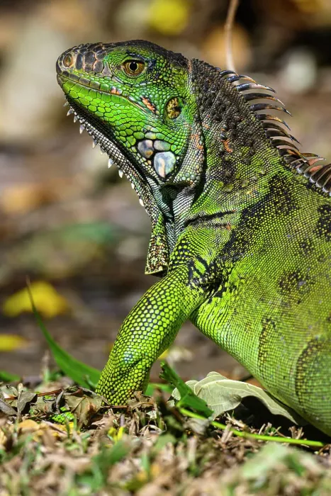 Framed Print : Green Iguana (Iguana iguana), Bougainvillea Hotel, Heredia, Santo Domingo, Costa Rica Framed Print : Green Iguana (Iguana iguana), Bougainvillea Hotel, Heredia, Santo Domingo, Costa Rica