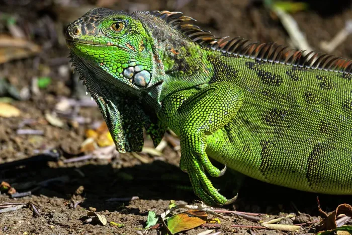 Framed Print : Green Iguana (Iguana iguana), Bougainvillea Hotel, Heredia, Santo Domingo, Costa Rica Framed Print : Green Iguana (Iguana iguana), Bougainvillea Hotel, Heredia, Santo Domingo, Costa Rica
