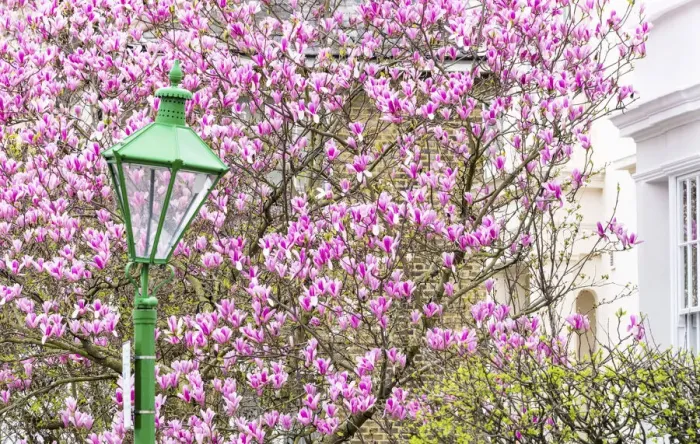 Framed Print : Green lamppost and magnolia tree, Kensington, London, England Framed Print : Green lamppost and magnolia tree, Kensington, London, England