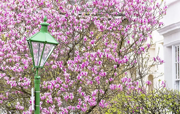 Green lamppost and magnolia tree, Kensington, London, England