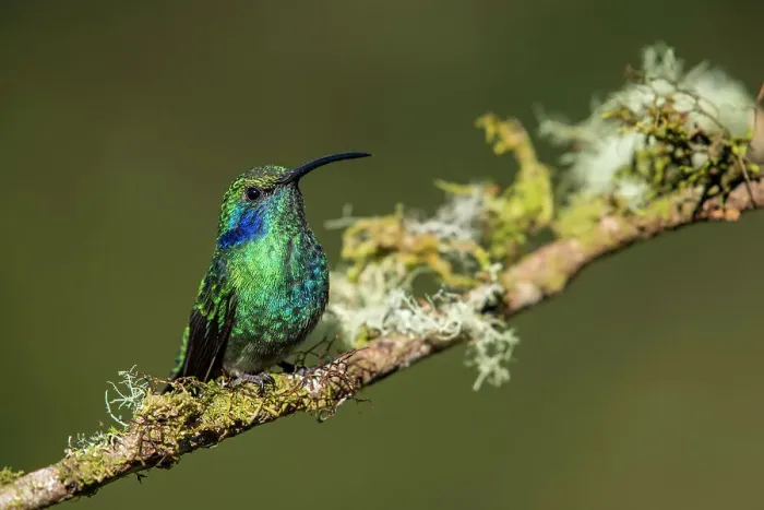 Framed Print : Green / Lesser Violetears (Colibri thalassinus), Paraiso Quetzal, San Jose, Costa Rica Framed Print : Green / Lesser Violetears (Colibri thalassinus), Paraiso Quetzal, San Jose, Costa Rica