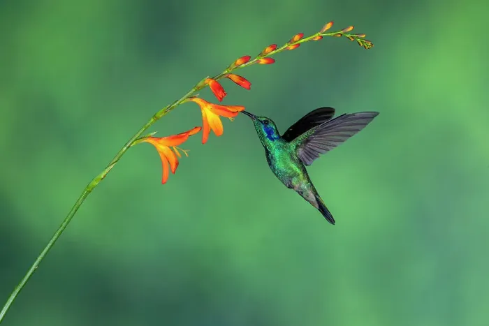 Framed Print : Green / Lesser Violetears (Colibri thalassinus), Paraiso Quetzal, San Jose, Costa Rica Framed Print : Green / Lesser Violetears (Colibri thalassinus), Paraiso Quetzal, San Jose, Costa Rica