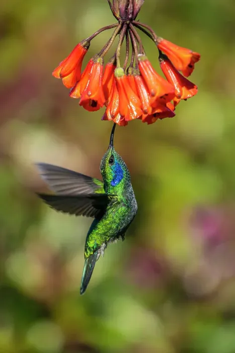 Framed Print : Green / Lesser Violetears (Colibri thalassinus), Paraiso Quetzal, San Jose, Costa Rica Framed Print : Green / Lesser Violetears (Colibri thalassinus), Paraiso Quetzal, San Jose, Costa Rica