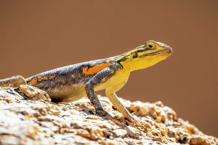 Framed Print : Green lizard, Spitzkoppe, Namibia, Africa Framed Print : Green lizard, Spitzkoppe, Namibia, Africa