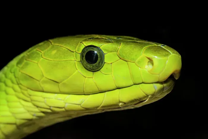 Framed Print : Green Mamba (Dendroaspis angusticeps) - captive, Ontario, Canada