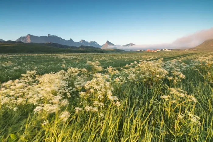 Framed Print : Green meadows of flowers framed by the midnight sun Fredvang Moskenesoya Nordland Framed Print : Green meadows of flowers framed by the midnight sun Fredvang Moskenesoya Nordland