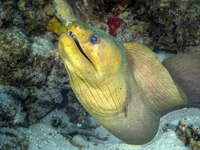Framed Print : Green Moray Eel (Gymnothorax funebris), Grand Cayman, Cayman Islands, British West Indies Framed Print : Green Moray Eel (Gymnothorax funebris), Grand Cayman, Cayman Islands, British West Indies
