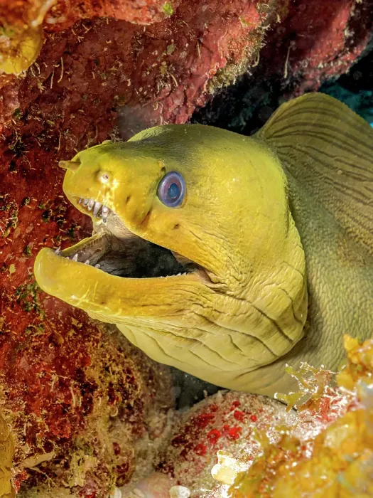 Framed Print : Green Moray Eel (Gymnothorax funebris), Grand Cayman, Cayman Islands, British West Indies Framed Print : Green Moray Eel (Gymnothorax funebris), Grand Cayman, Cayman Islands, British West Indies