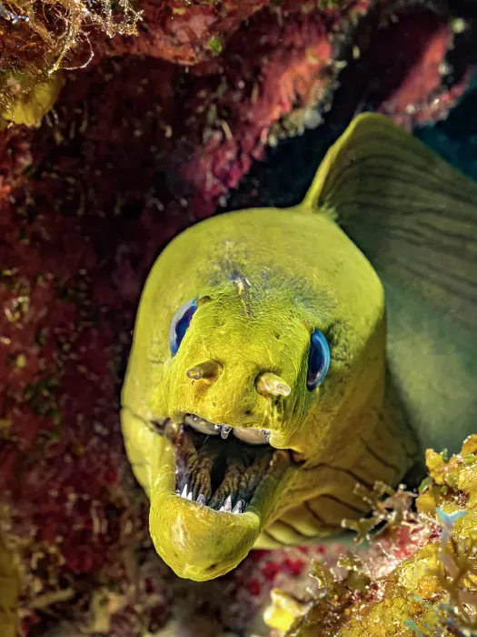 Framed Print : Green Moray Eel (Gymnothorax funebris), Grand Cayman, Cayman Islands, British West Indies