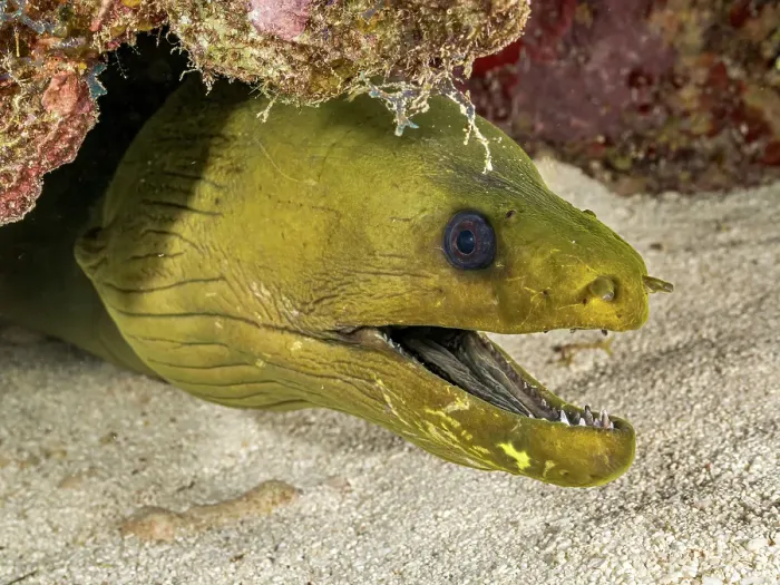 Framed Print : Green Moray Eel (Gymnothorax funebris), Grand Cayman, Cayman Islands, British West Indies