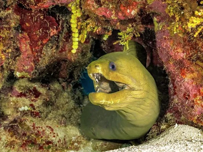 Framed Print : Green Moray Eel (Gymnothorax funebris), Grand Cayman, Cayman Islands, British West Indies Framed Print : Green Moray Eel (Gymnothorax funebris), Grand Cayman, Cayman Islands, British West Indies