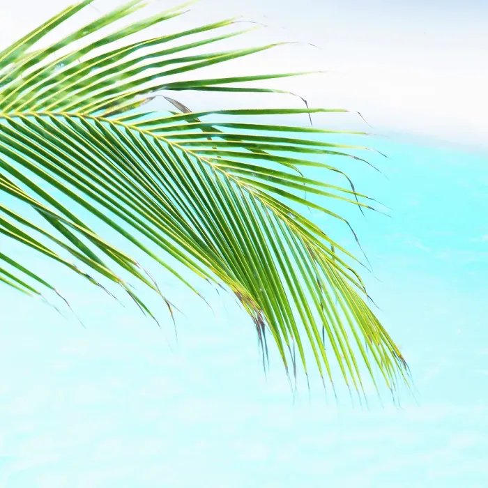 Framed Print : Green palm against blue water, , César Manrique Foundation, Tahiche, Lanzarote, Canary Islands, Spain Framed Print : Green palm against blue water, , César Manrique Foundation, Tahiche, Lanzarote, Canary Islands, Spain