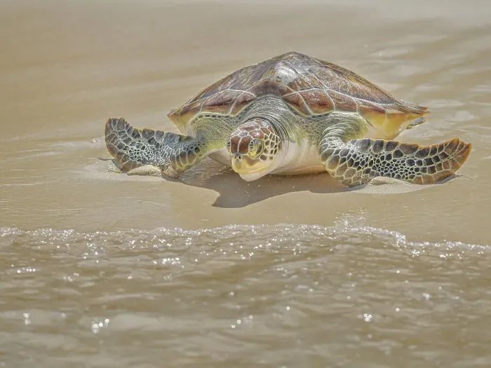 Framed Print : Green Sea Turtle (Chelonia mydas), Seven Mile Beach, Grand Cayman, Cayman Islands, British West Indies Framed Print : Green Sea Turtle (Chelonia mydas), Seven Mile Beach, Grand Cayman, Cayman Islands, British West Indies