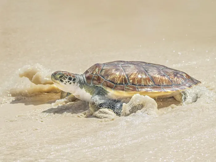 Framed Print : Green Sea Turtle (Chelonia mydas), Seven Mile Beach, Grand Cayman, Cayman Islands, British West Indies Framed Print : Green Sea Turtle (Chelonia mydas), Seven Mile Beach, Grand Cayman, Cayman Islands, British West Indies