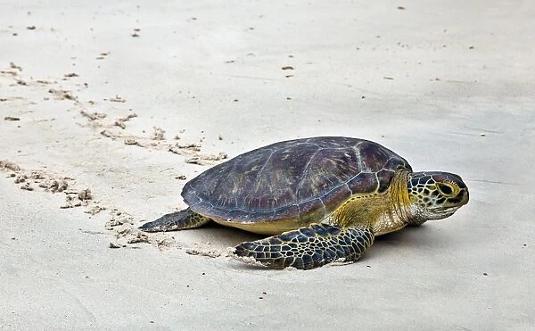A Green Sea Turtle crossing Watamu Beach. This white sandy beach is an important breeding ground for three species of turtles living in the