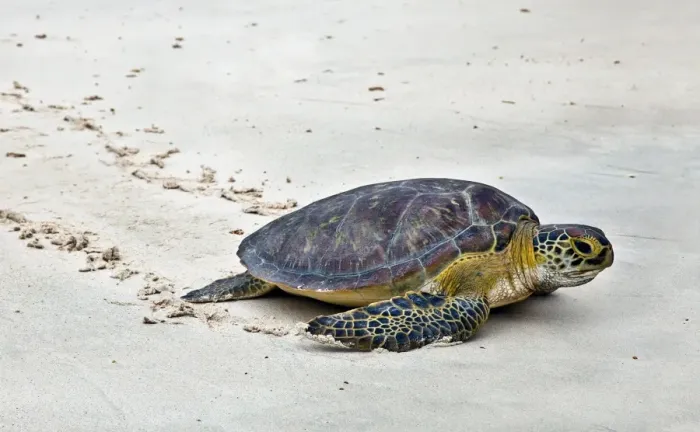 Framed Print : A Green Sea Turtle crossing Watamu Beach. This white sandy beach is an important breeding ground for three species of turtles living in Framed Print : A Green Sea Turtle crossing Watamu Beach. This white sandy beach is an important breeding ground for three species of turtles living in