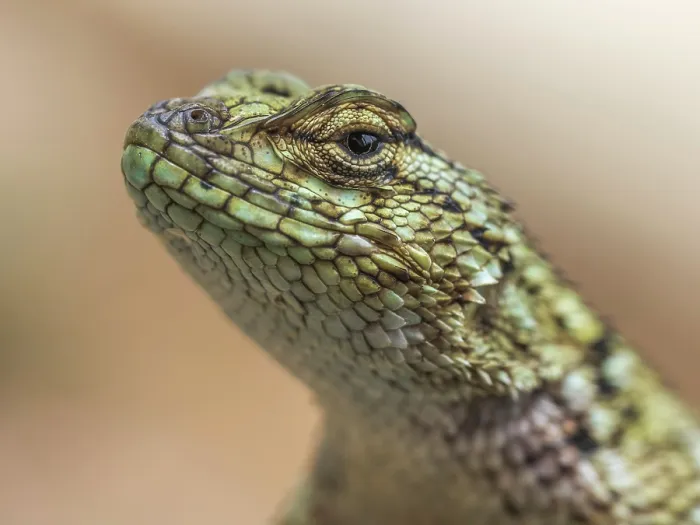 Framed Print : Green Spiny Lizard (Sceloporus malachiticus)Cartago Province, Copey District, Costa Rica Framed Print : Green Spiny Lizard (Sceloporus malachiticus)Cartago Province, Copey District, Costa Rica