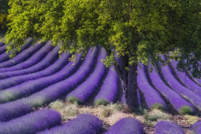 Framed Print : Green tree in blooming field of Lavender (Lavandula angustifolia) around Sault and Aurel, (Lavendula augustifolia), Vaucluse, Alpes-de-Haute-Provence, Provence-Alpes-Cote d Azur, Provence, Southern France, France Framed Print : Green tree in blooming field of Lavender (Lavandula angustifolia) around Sault and Aurel, (Lavendula augustifolia), Vaucluse, Alpes-de-Haute-Provence, Provence-Alpes-Cote d Azur, Provence, Southern France, France
