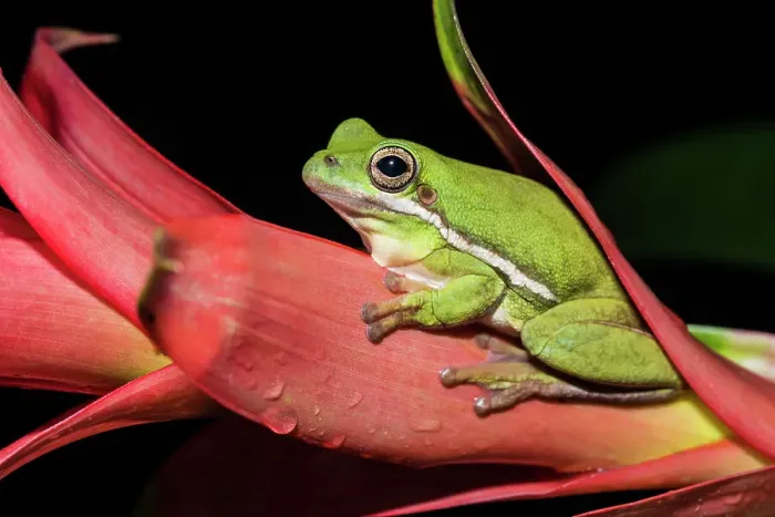 Framed Print : Green Tree Frog (Hyla cinerea) - captive bred, Ontario, Canada Framed Print : Green Tree Frog (Hyla cinerea) - captive bred, Ontario, Canada