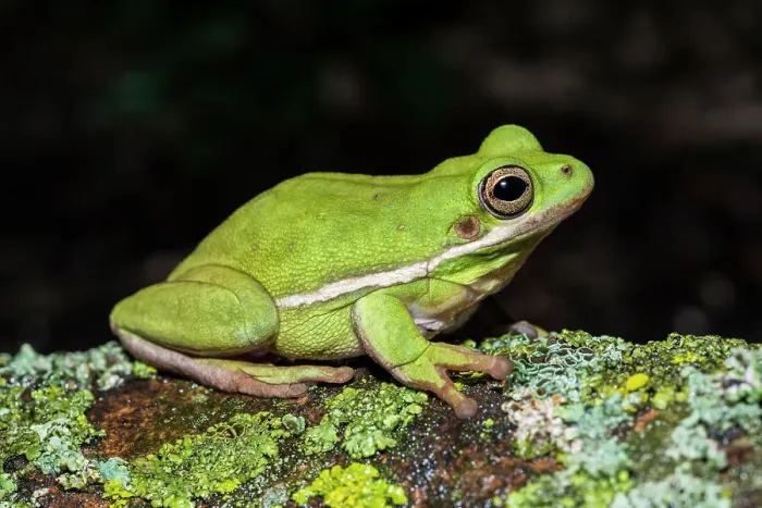 Framed Print : Green Tree Frog (Hyla cinerea) - captive bred Framed Print : Green Tree Frog (Hyla cinerea) - captive bred