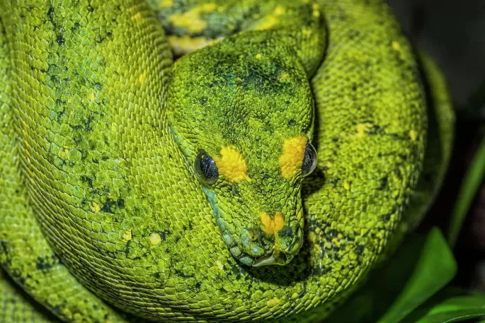 Framed Print : Green Tree Python (Morelia viridis) - captive, Ontario, Canada